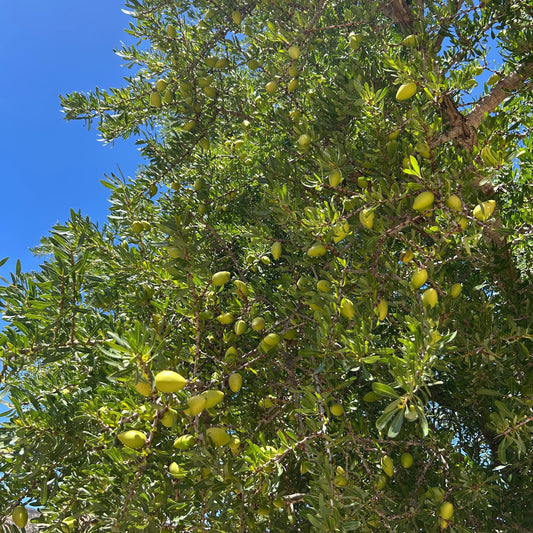 Zite Organic Argan Oil 30ml (100% Natural & Organic)